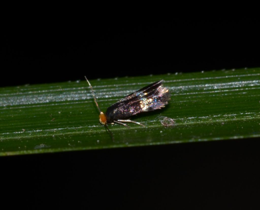 Incurvariidae ? No, Nepticulidae: Stigmella sp. (S. plagicolella o S. centifoliella)